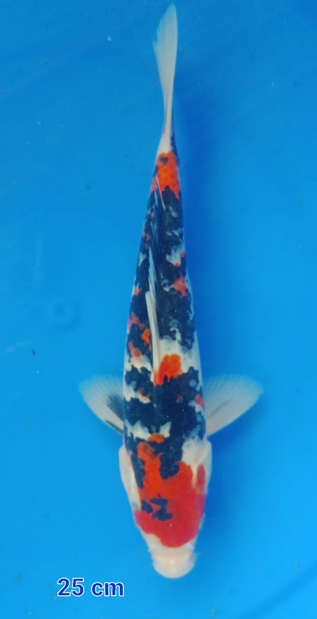 SHOWA 25cm