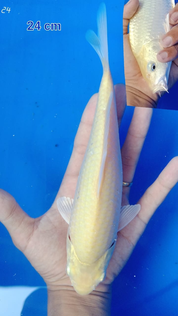 CARASHI 24cm