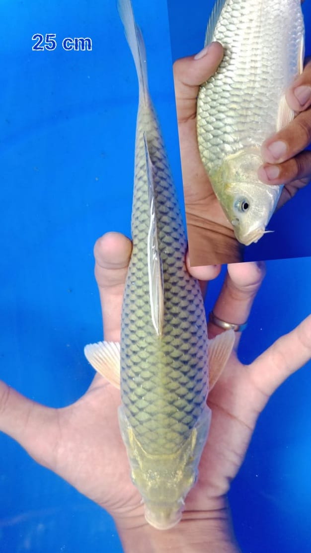 SARAGOI MUNUK 21cm