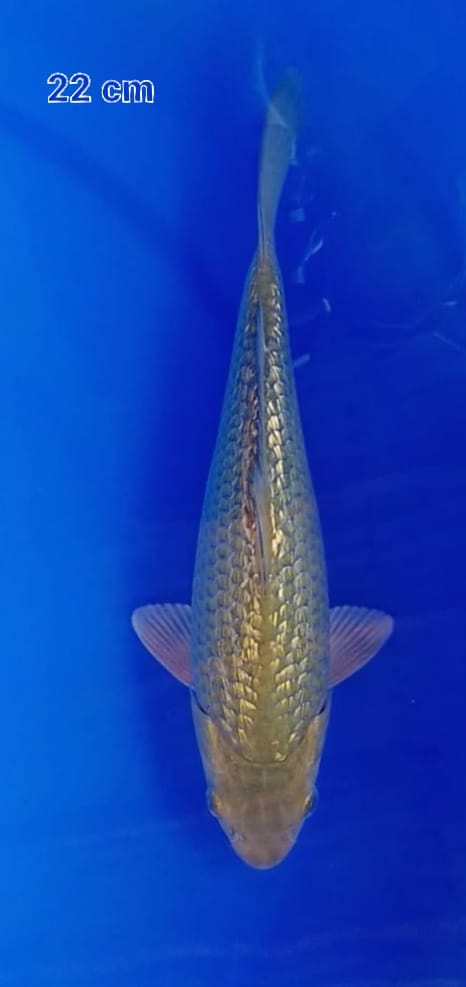 SARAGOI GINRIN 22cm