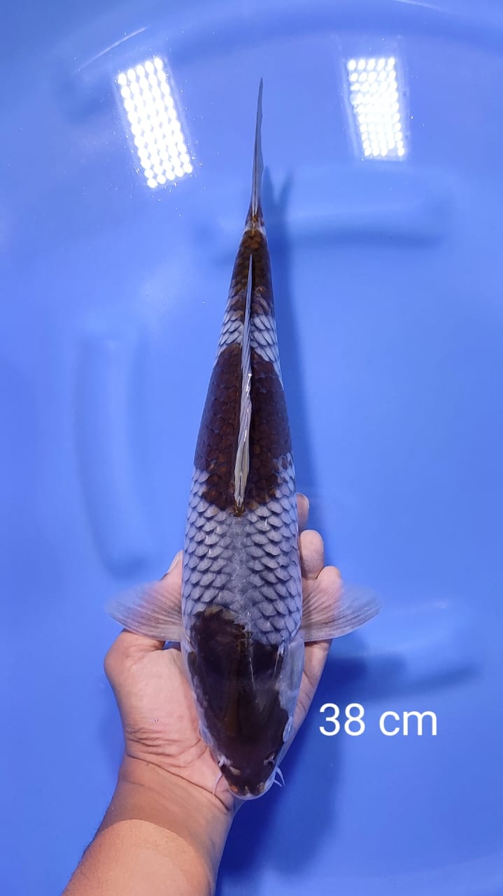 OCHIBA 38cm