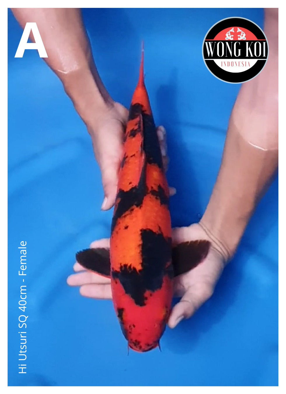 Lelang Koi Online, Jual Beli Ikan Koi, Pusat Jual Beli Koi, Info Lelang Koi Hari Ini, Platform Jual Beli Koi, Jual Beli Ikan Koi Online, Marketplace Ikan Koi, Jual Koi Terbaik, Tempat Beli Koi Berkualitas, Pasar Ikan Koi Online Terpercaya, Penjual Ikan Koi Terpercaya, Beli Koi Hias Online, Ikan Koi untuk Dijual, Koi Kualitas Terbaik, Toko Online Ikan Koi, Koi Hias Untuk Dijual, Jual Beli Ikan Koi Lokal, Koi Indonesia Online, Pusat Jual Beli Koi Terbesar
