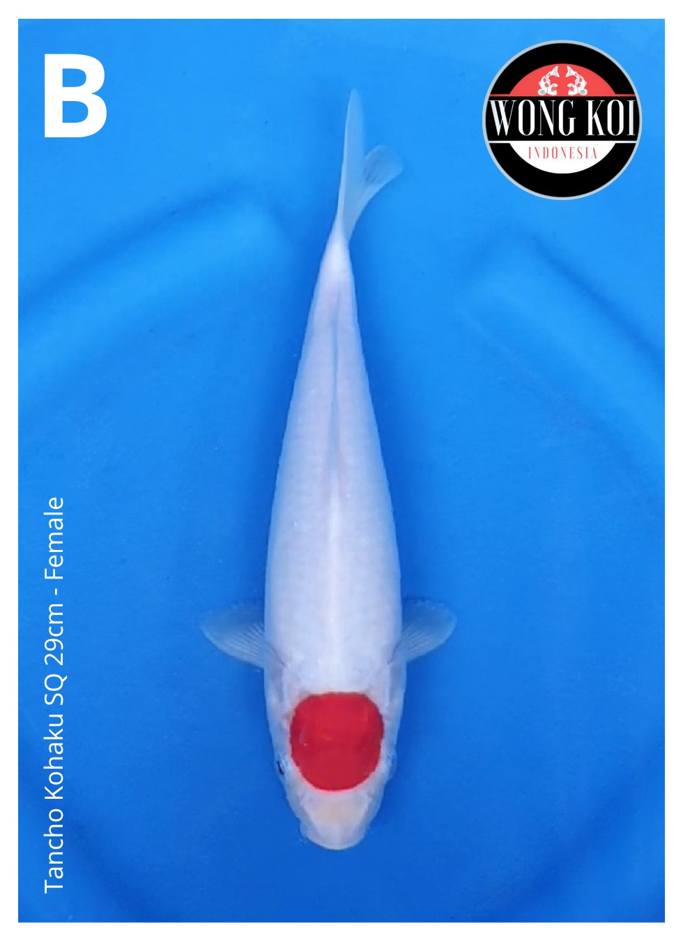 Lelang Koi Online, Jual Beli Ikan Koi, Pusat Jual Beli Koi, Info Lelang Koi Hari Ini, Platform Jual Beli Koi, Jual Beli Ikan Koi Online, Marketplace Ikan Koi, Jual Koi Terbaik, Tempat Beli Koi Berkualitas, Pasar Ikan Koi Online Terpercaya, Penjual Ikan Koi Terpercaya, Beli Koi Hias Online, Ikan Koi untuk Dijual, Koi Kualitas Terbaik, Toko Online Ikan Koi, Koi Hias Untuk Dijual, Jual Beli Ikan Koi Lokal, Koi Indonesia Online, Pusat Jual Beli Koi Terbesar