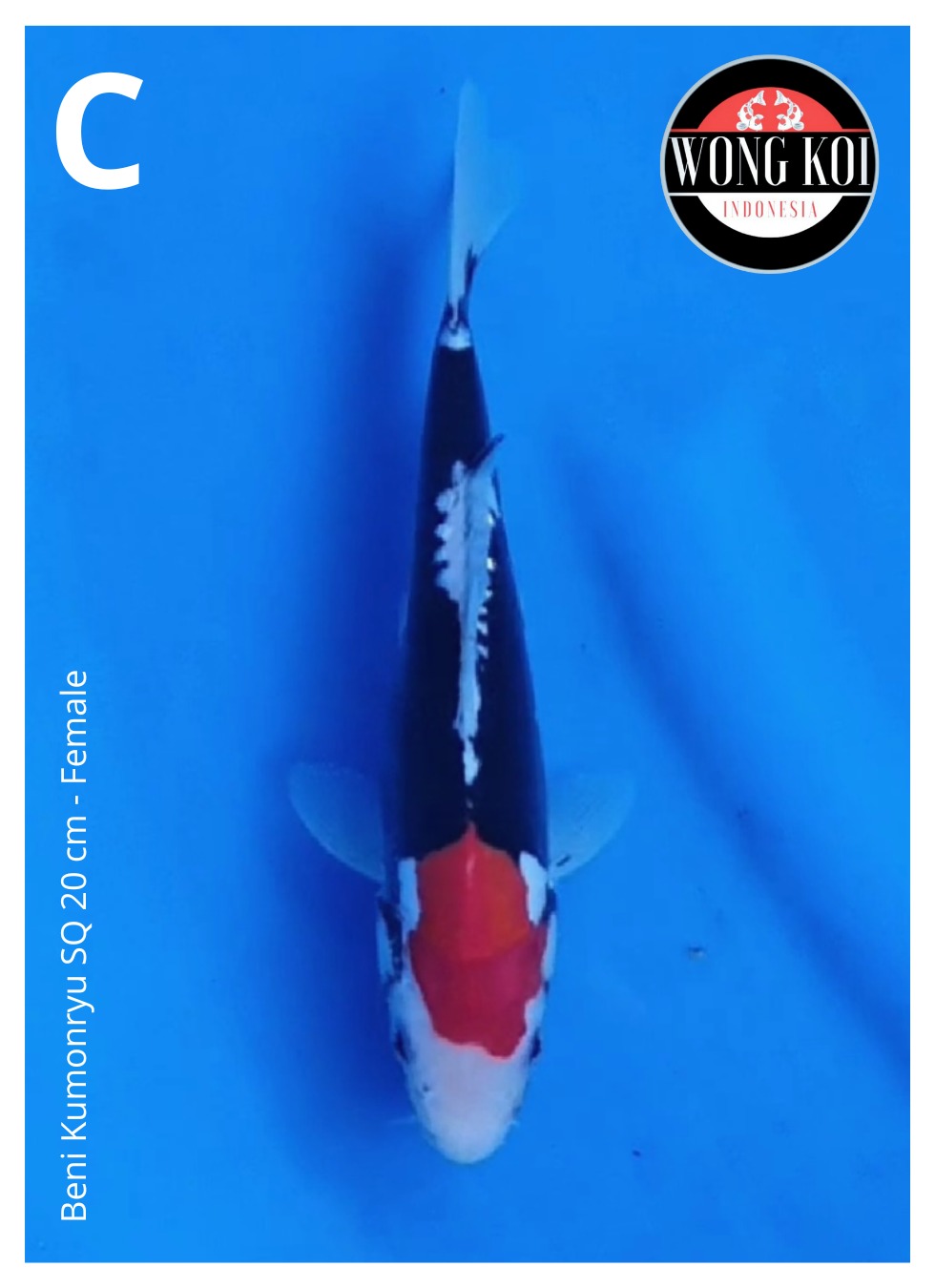 Lelang Koi Online, Jual Beli Ikan Koi, Pusat Jual Beli Koi, Info Lelang Koi Hari Ini, Platform Jual Beli Koi, Jual Beli Ikan Koi Online, Marketplace Ikan Koi, Jual Koi Terbaik, Tempat Beli Koi Berkualitas, Pasar Ikan Koi Online Terpercaya, Penjual Ikan Koi Terpercaya, Beli Koi Hias Online, Ikan Koi untuk Dijual, Koi Kualitas Terbaik, Toko Online Ikan Koi, Koi Hias Untuk Dijual, Jual Beli Ikan Koi Lokal, Koi Indonesia Online, Pusat Jual Beli Koi Terbesar