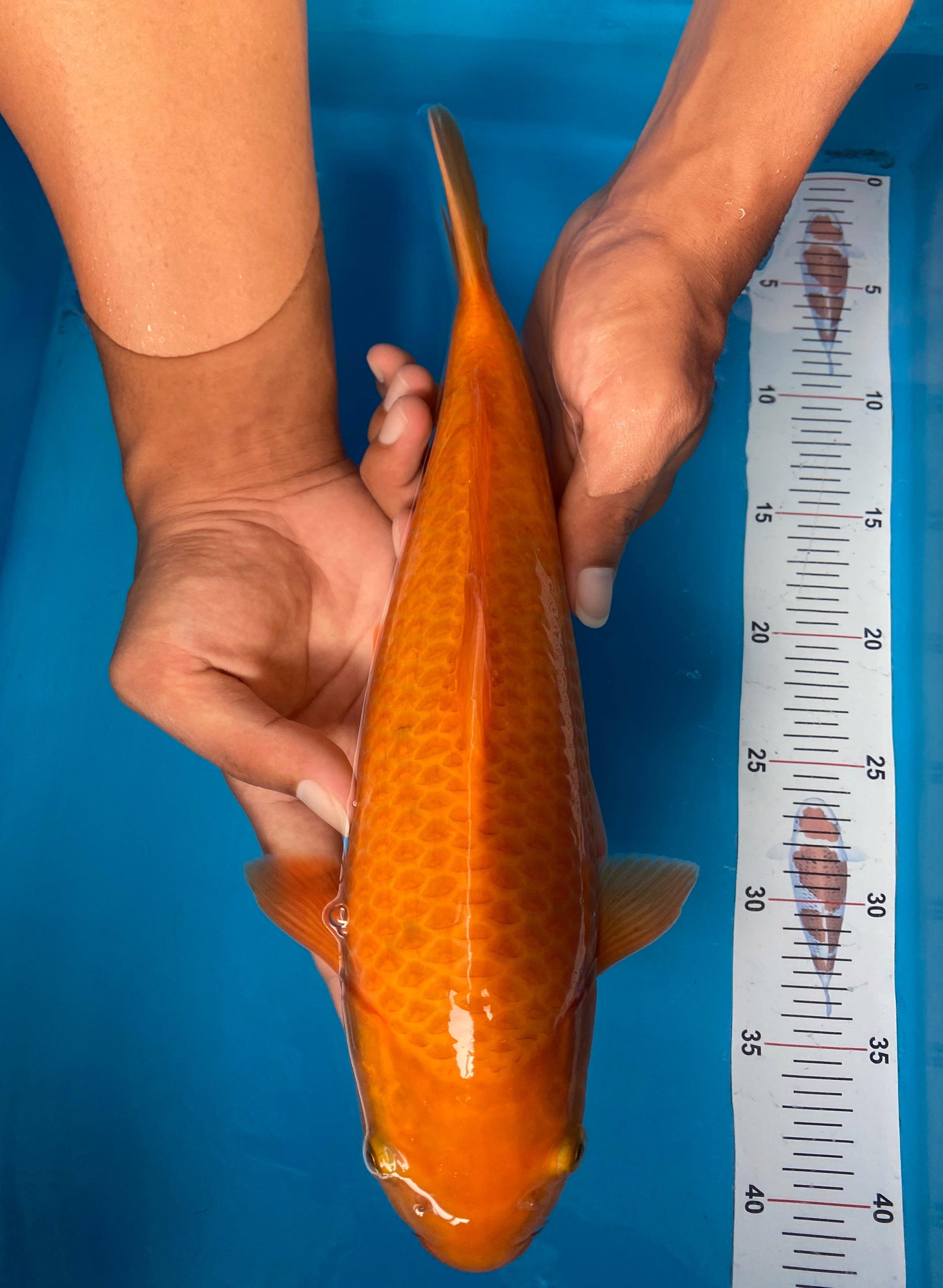RED CARAMEL 34cm