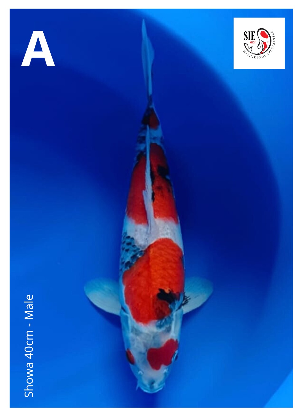 SHOWA 40cm