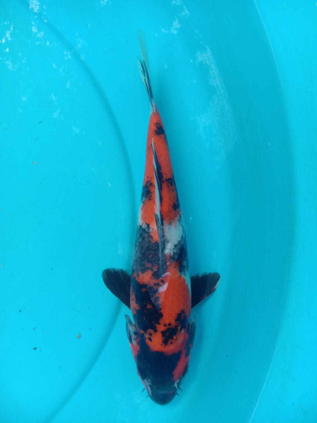 SHOWA 26cm