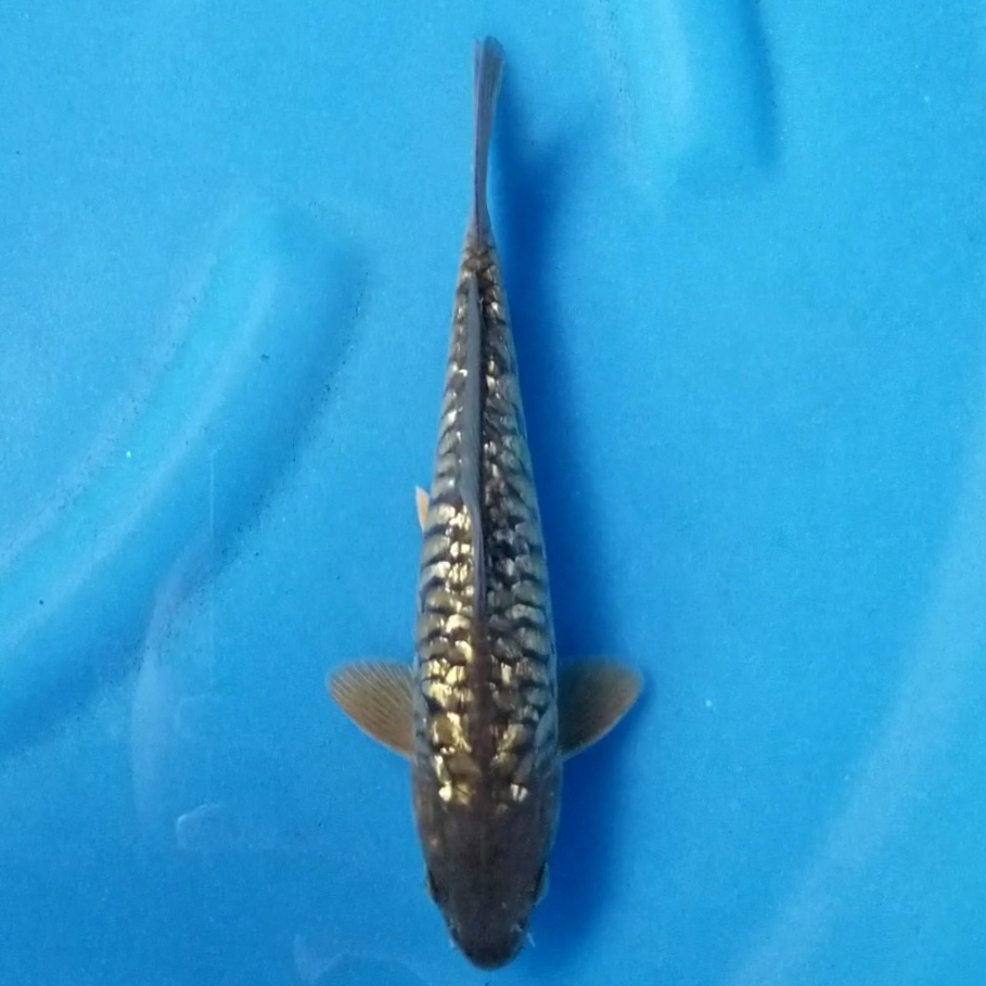 ARAGOKE GINRIN 22cm