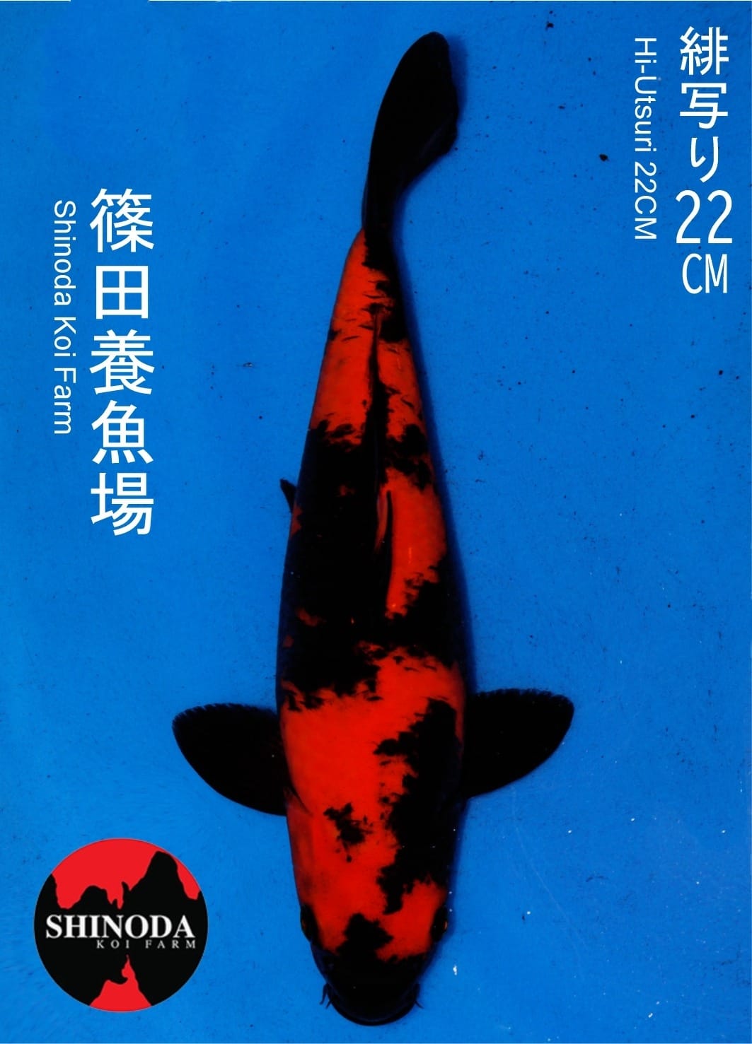 HI UTSURI IMPORT SHINODA SERTIFIKAT22cm