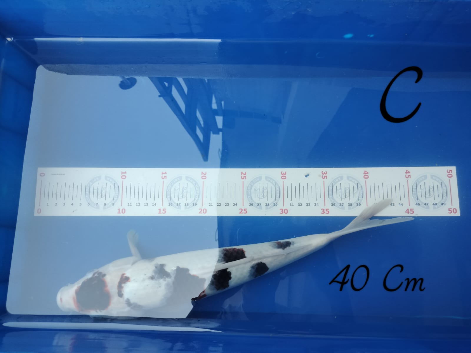 GOROMO 40cm