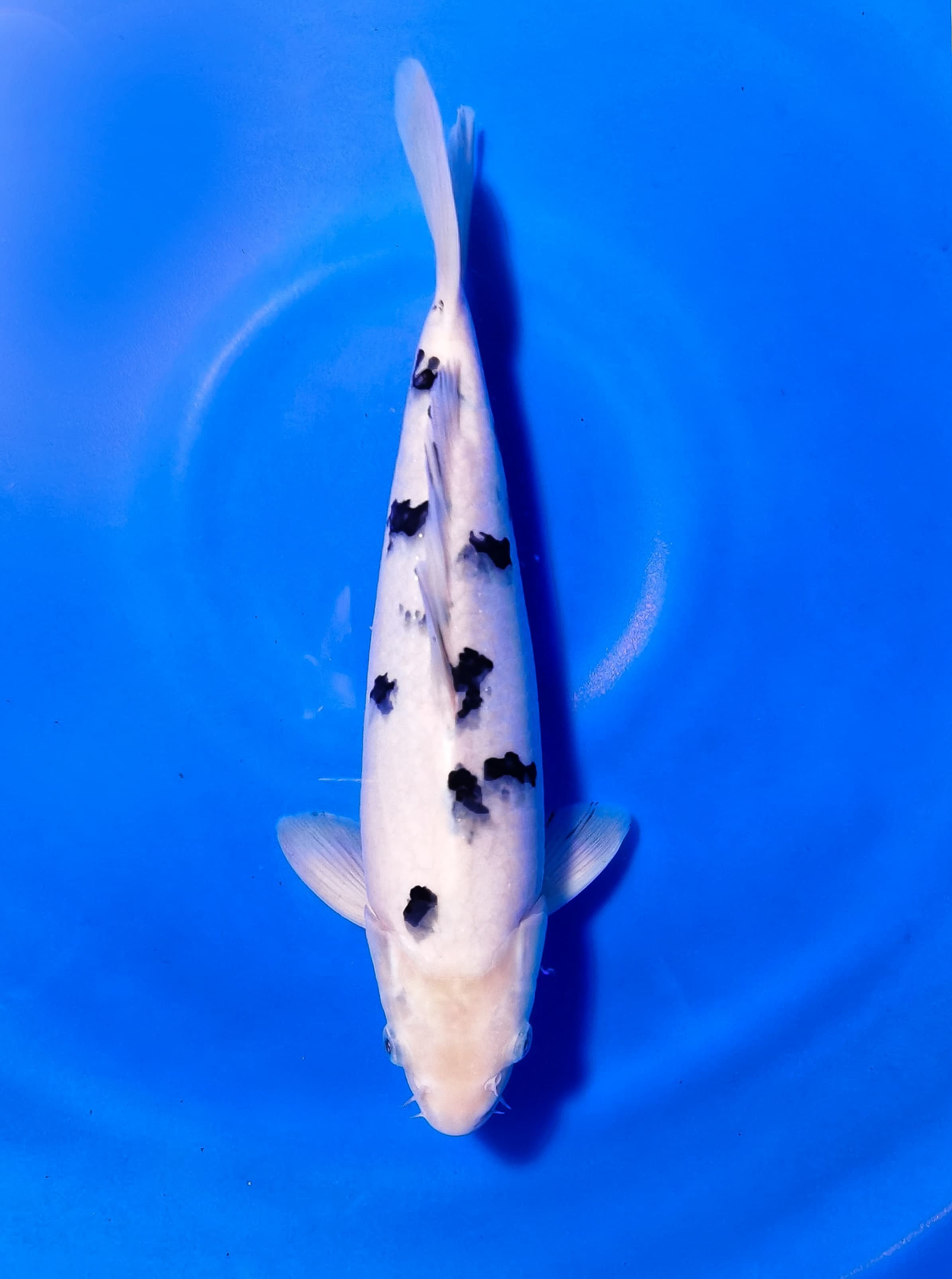 BEKKO 30cm