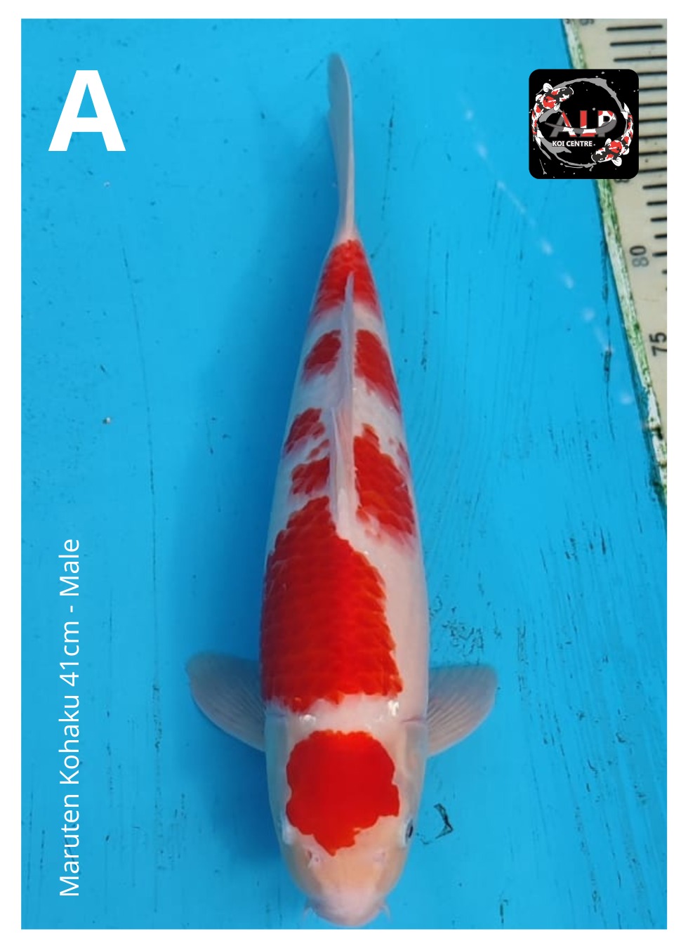 Lelang Koi Online, Jual Beli Ikan Koi, Pusat Jual Beli Koi, Info Lelang Koi Hari Ini, Platform Jual Beli Koi, Jual Beli Ikan Koi Online, Marketplace Ikan Koi, Jual Koi Terbaik, Tempat Beli Koi Berkualitas, Pasar Ikan Koi Online Terpercaya, Penjual Ikan Koi Terpercaya, Beli Koi Hias Online, Ikan Koi untuk Dijual, Koi Kualitas Terbaik, Toko Online Ikan Koi, Koi Hias Untuk Dijual, Jual Beli Ikan Koi Lokal, Koi Indonesia Online, Pusat Jual Beli Koi Terbesar