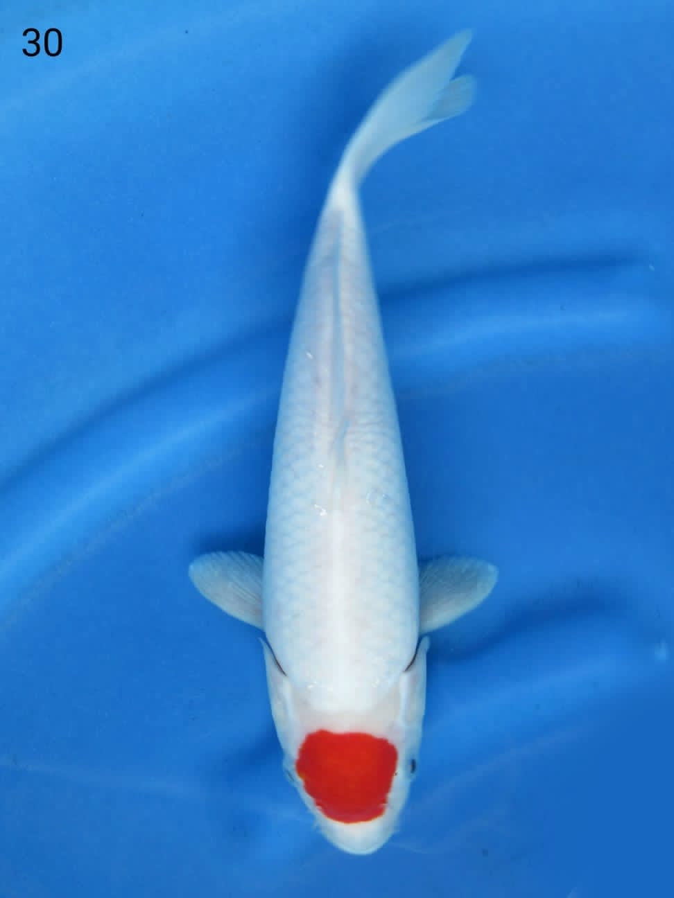 TANCHO PUTIH SEKALI 30cm