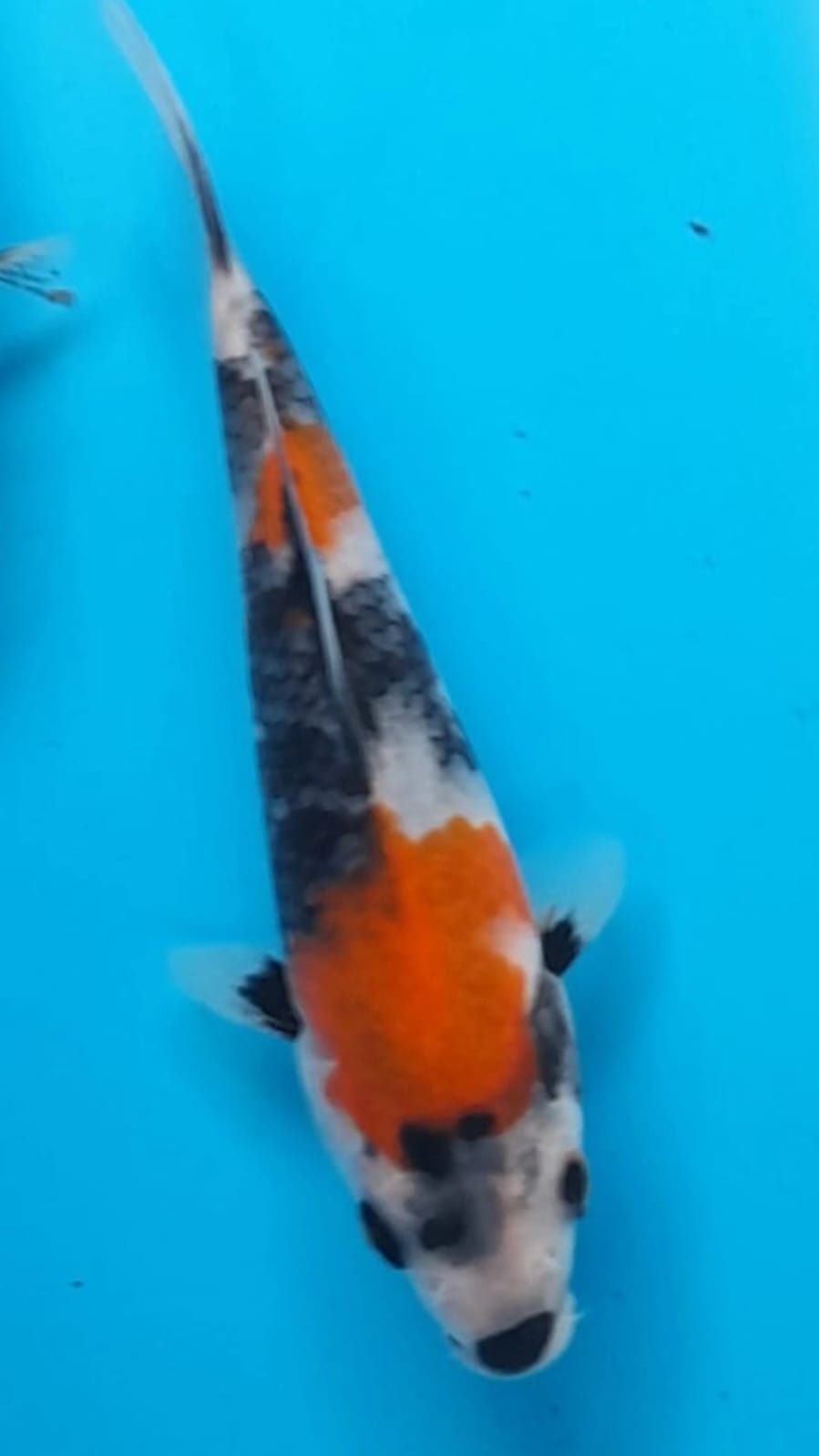 SHOWA SANSHOKU 15cm