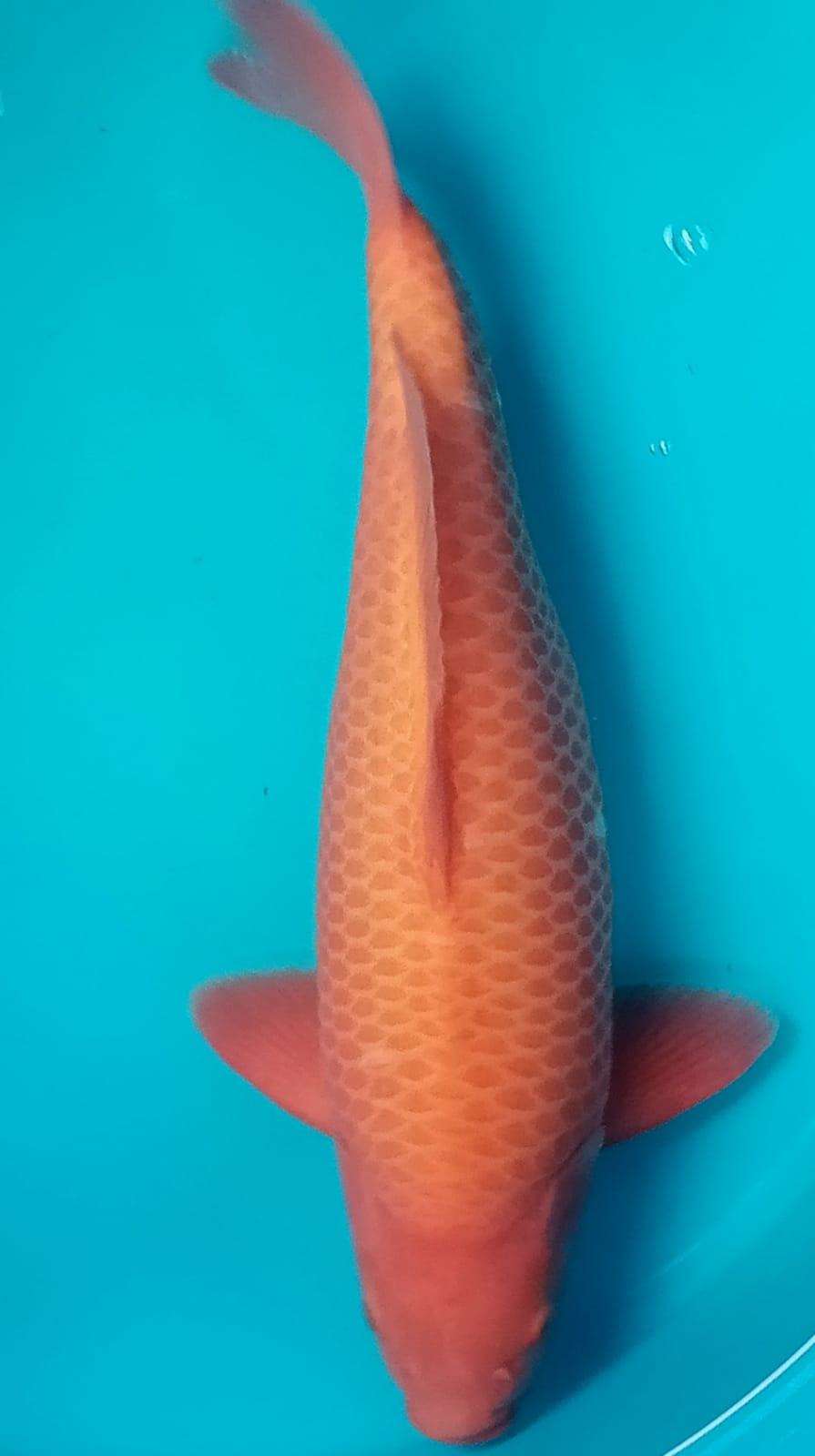SUPER RED CARAMEL 53cm
