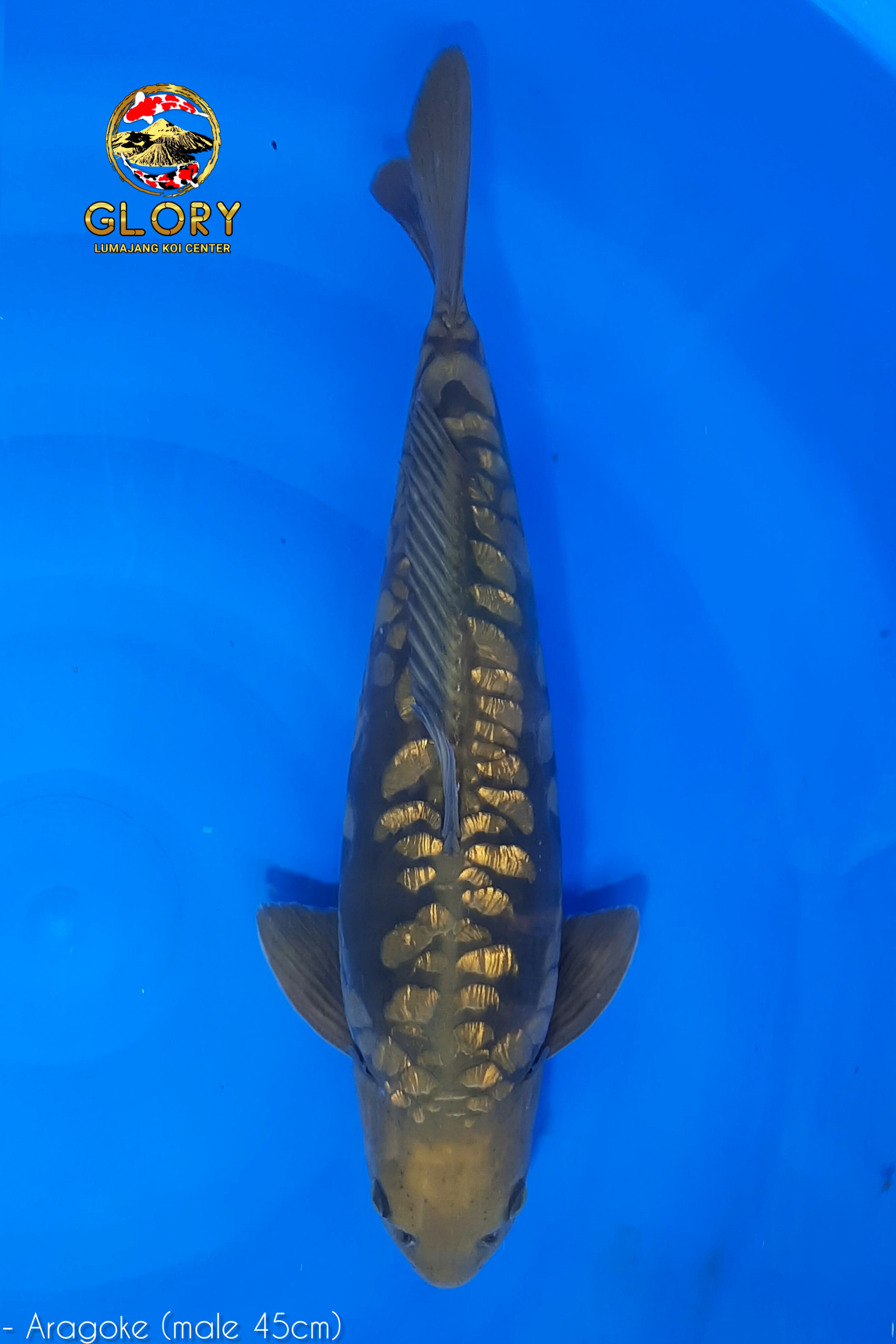 ARAGOKE 45cm