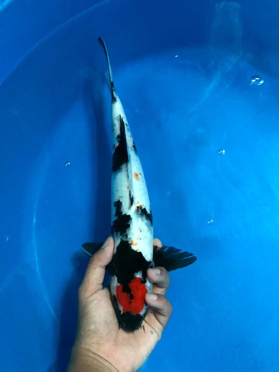 TANCO SHOWA 35cm