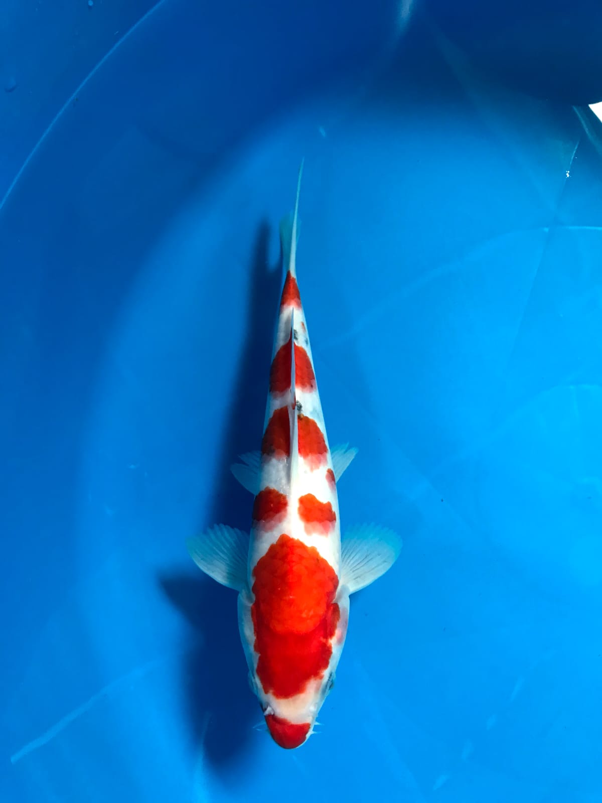 SANKE 25cm
