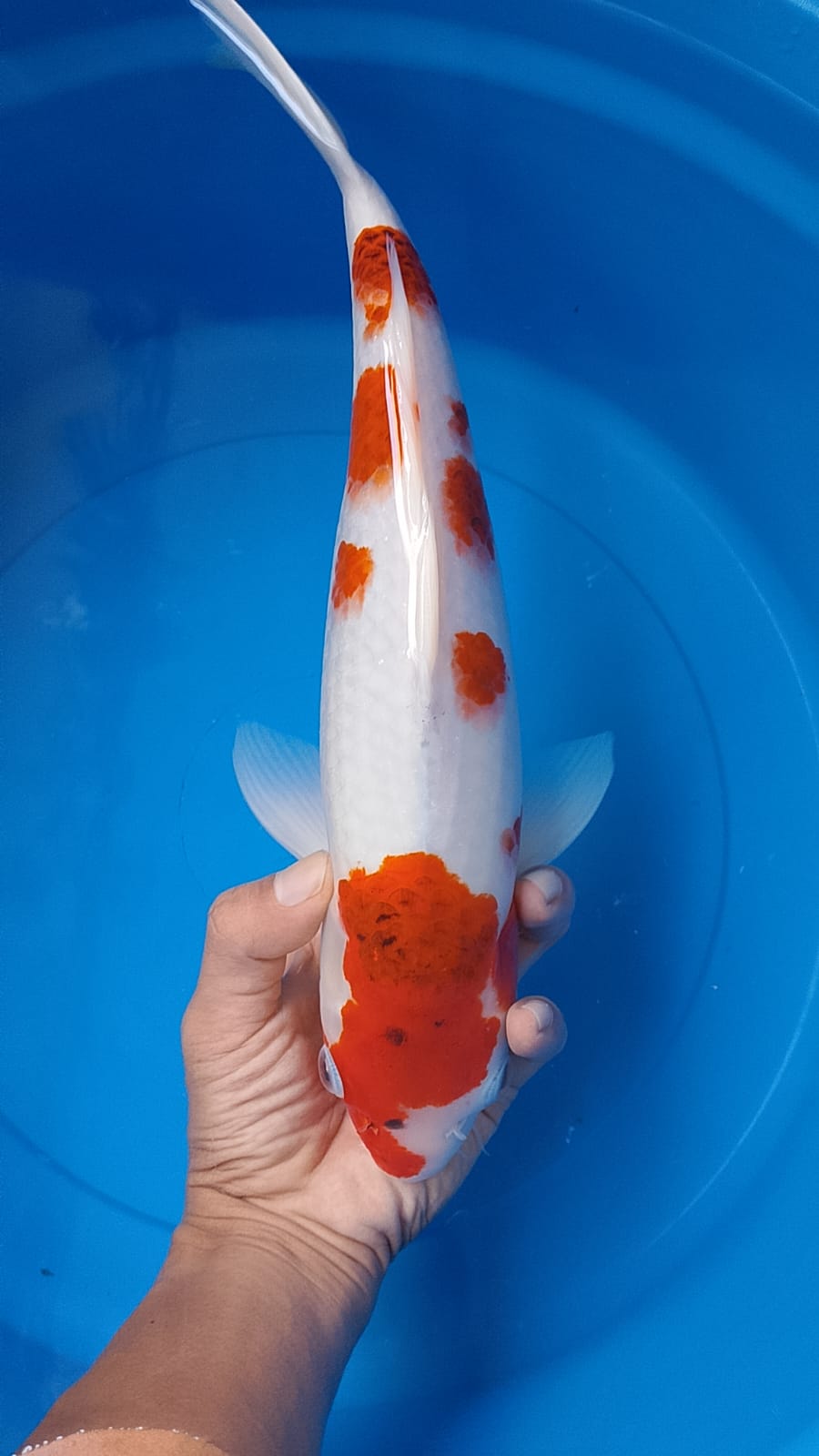 AI GOROMO 40cm