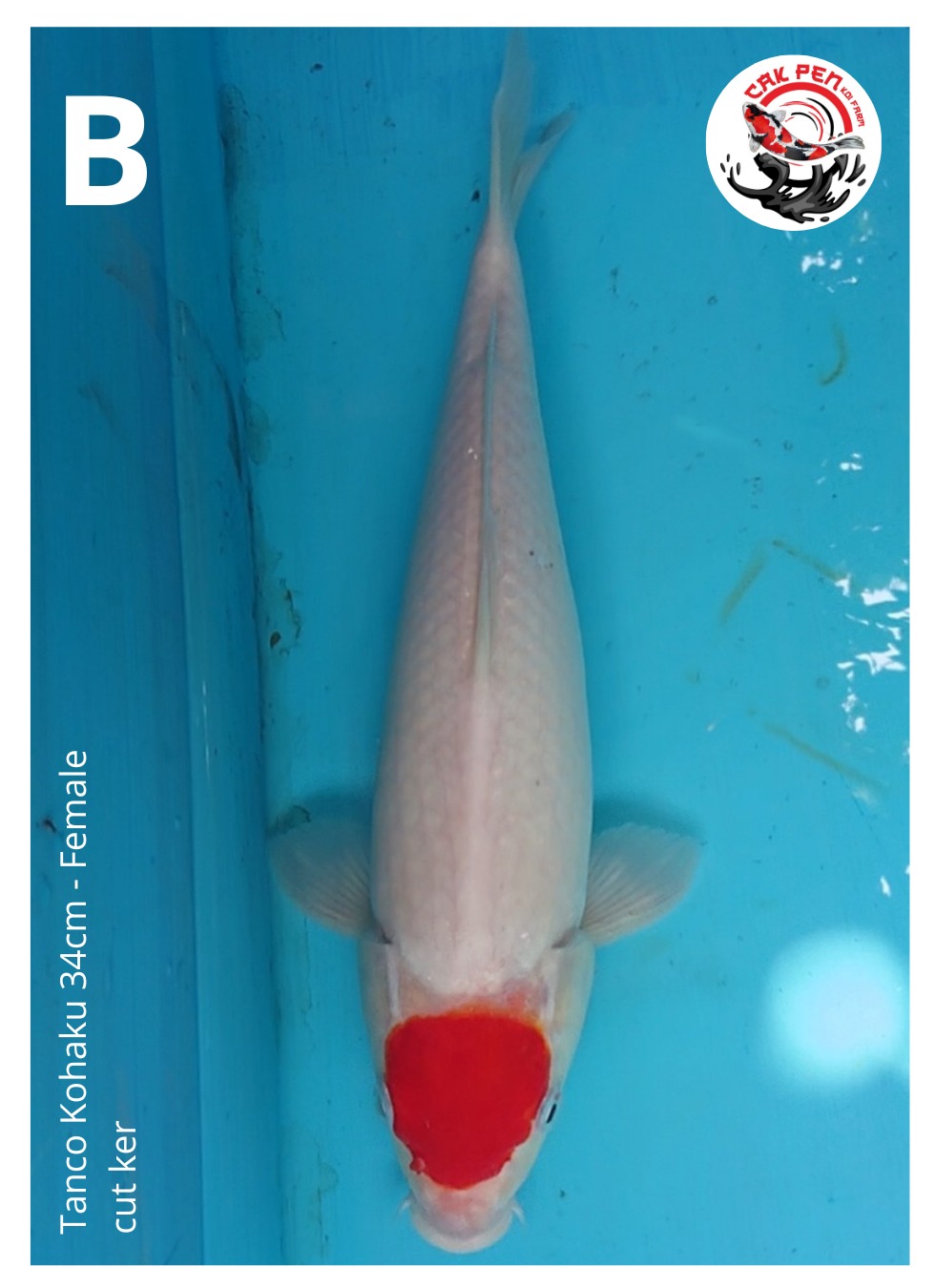 TANCO KOHAKU 34cm