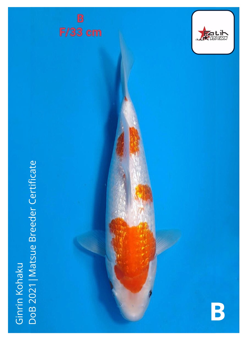 GINRIN KOHAKU MATSUE IMPORT 33cm - DOB 2021