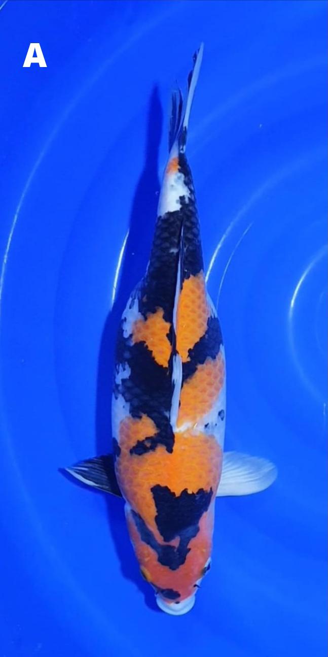 SHOWA SANSOKU 50cm