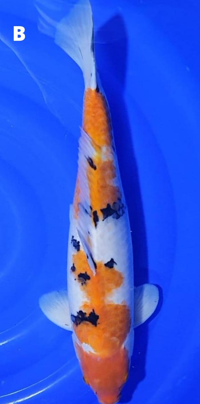 TAISHO SANSHOKU 55cm