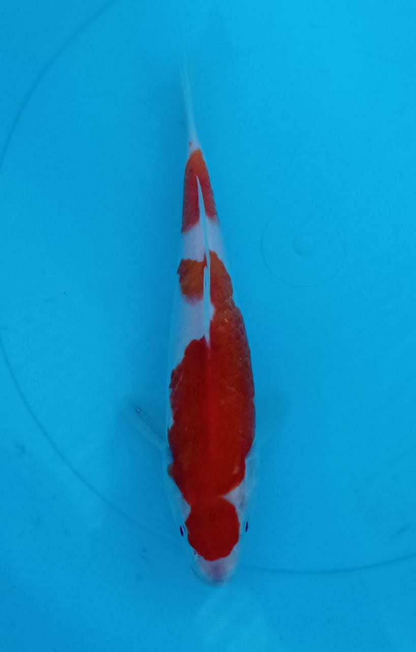 KOHAKU 21cm