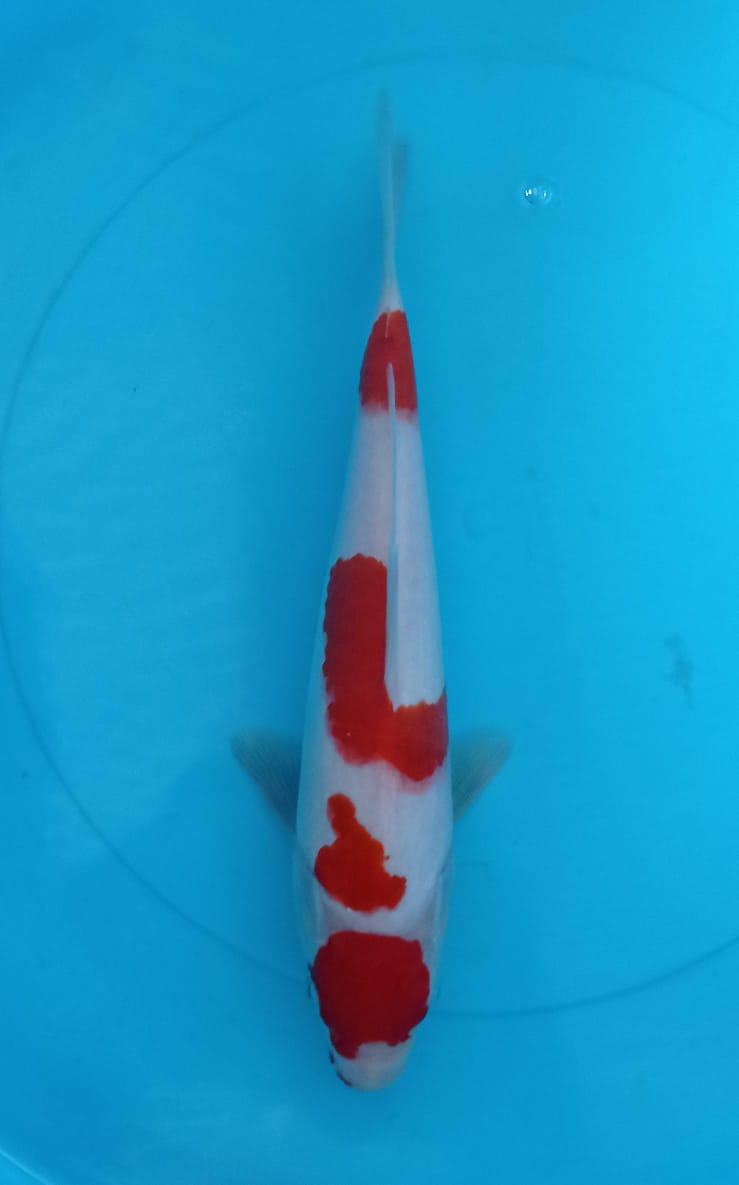 KOHAKU MARUTEN 25cm
