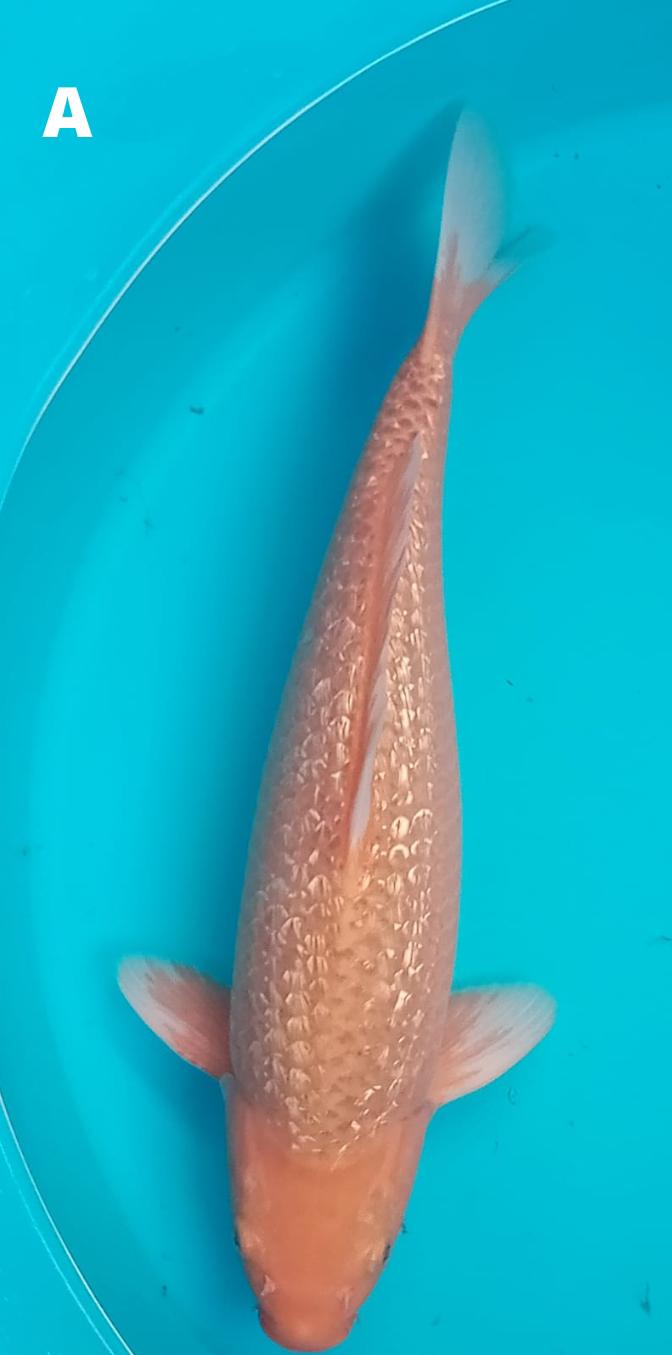 SUPER CARAMEL GINRIN 52cm