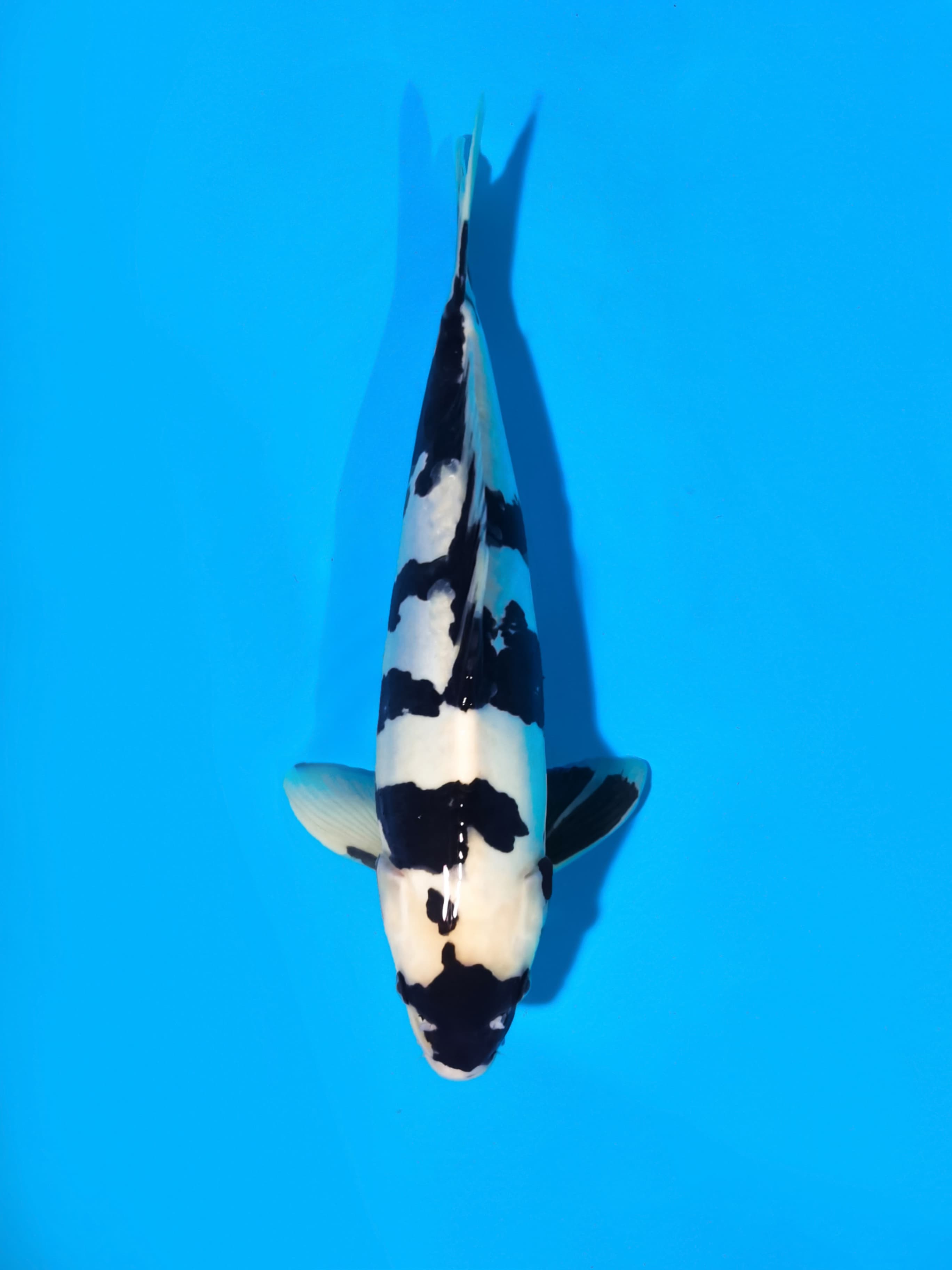 SHIRO DOITSU 38cm