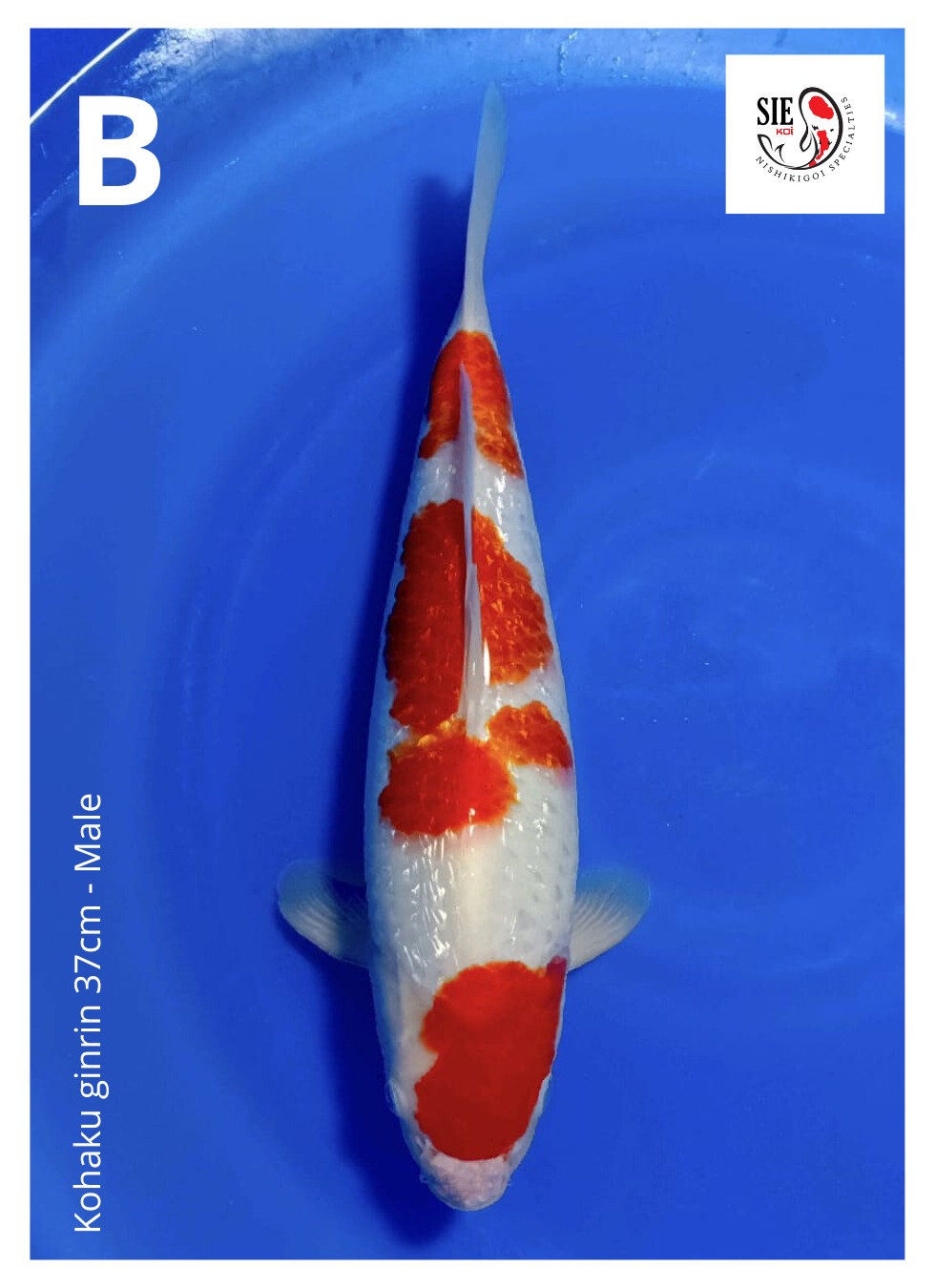 KOHAKU GINRIN 37cm