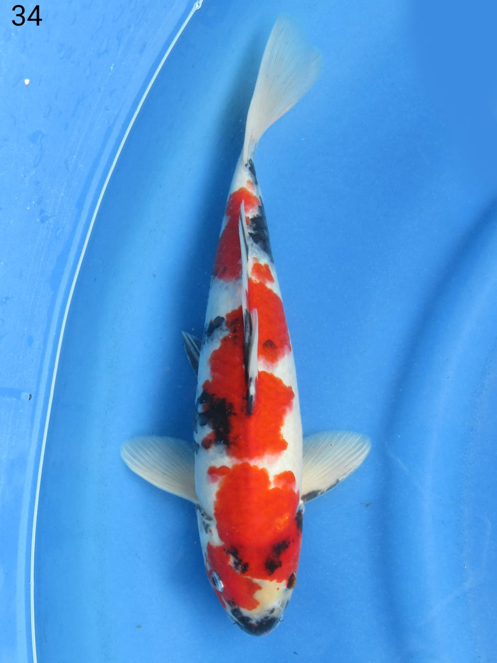 RED SHOWA 34cm