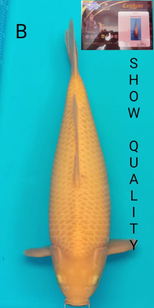 SUPER CARAMEL 53cm