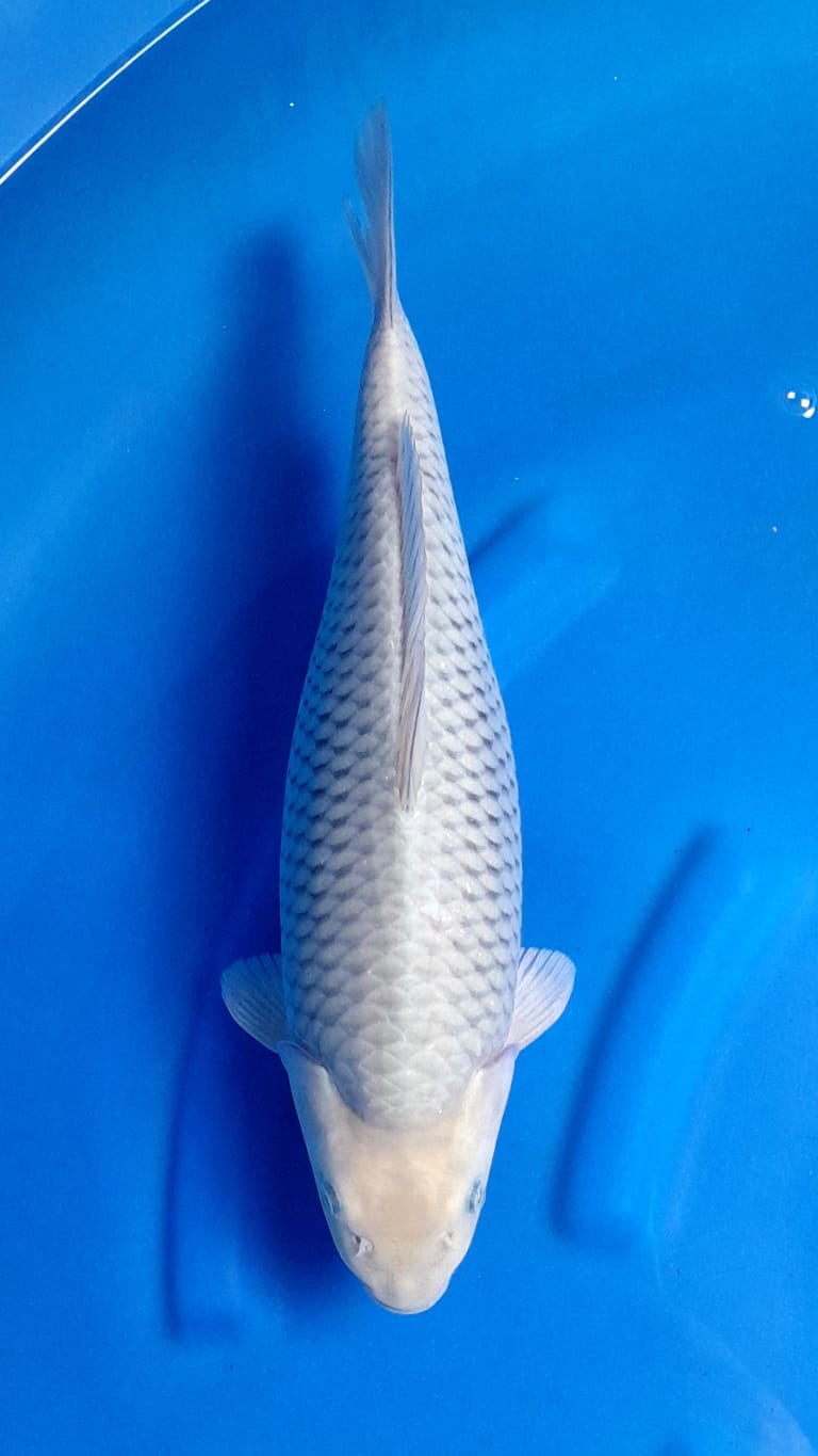 SORAGOIBULKY 38cm