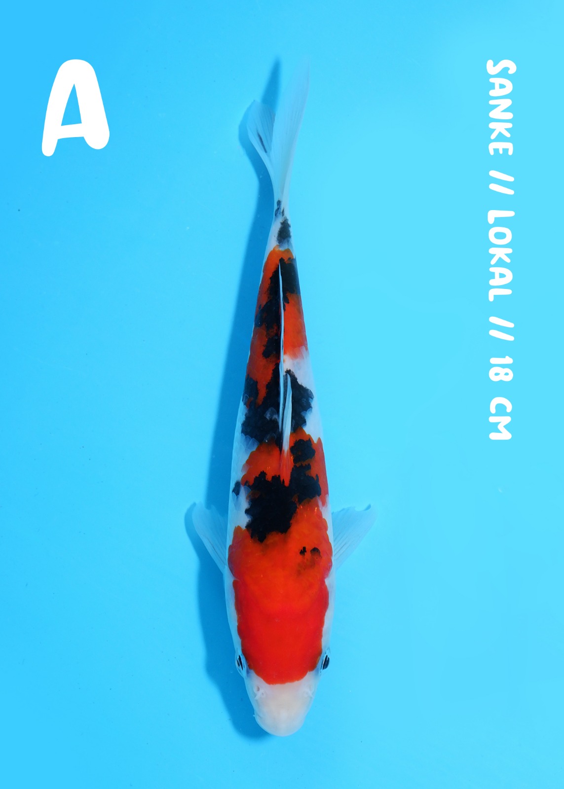SANKE JUARA 1 FESTIVAL KOI JOGJA 18cm