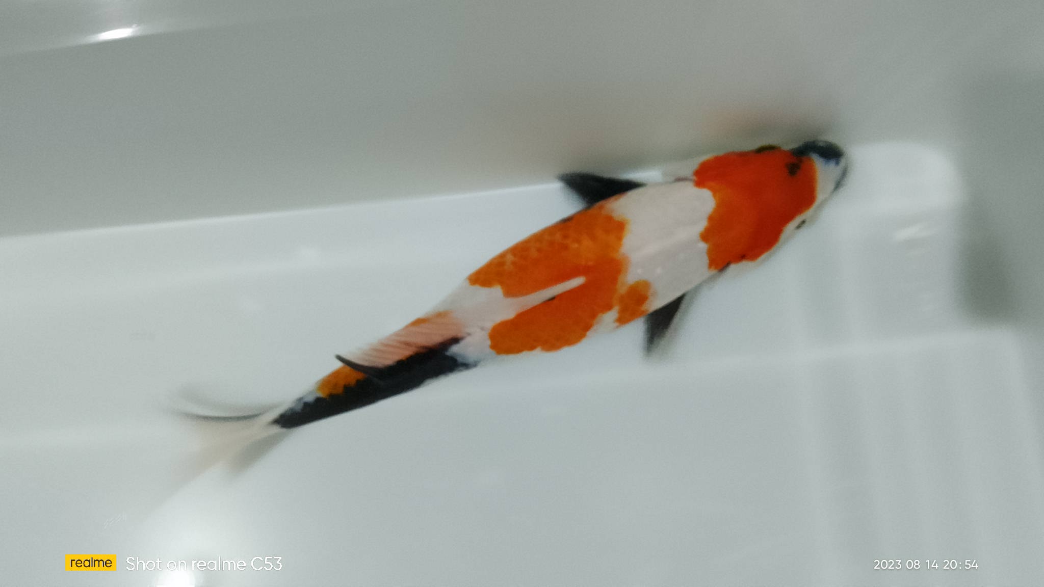 SHOWA 30cm