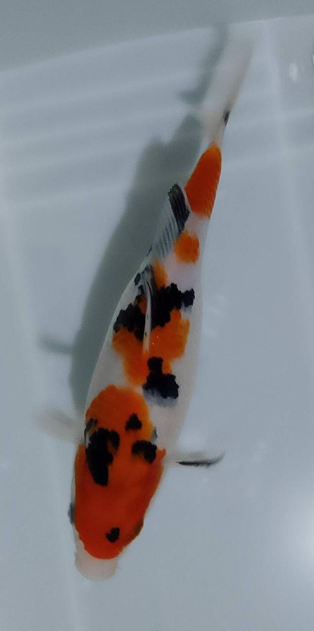 SHOWA 30cm