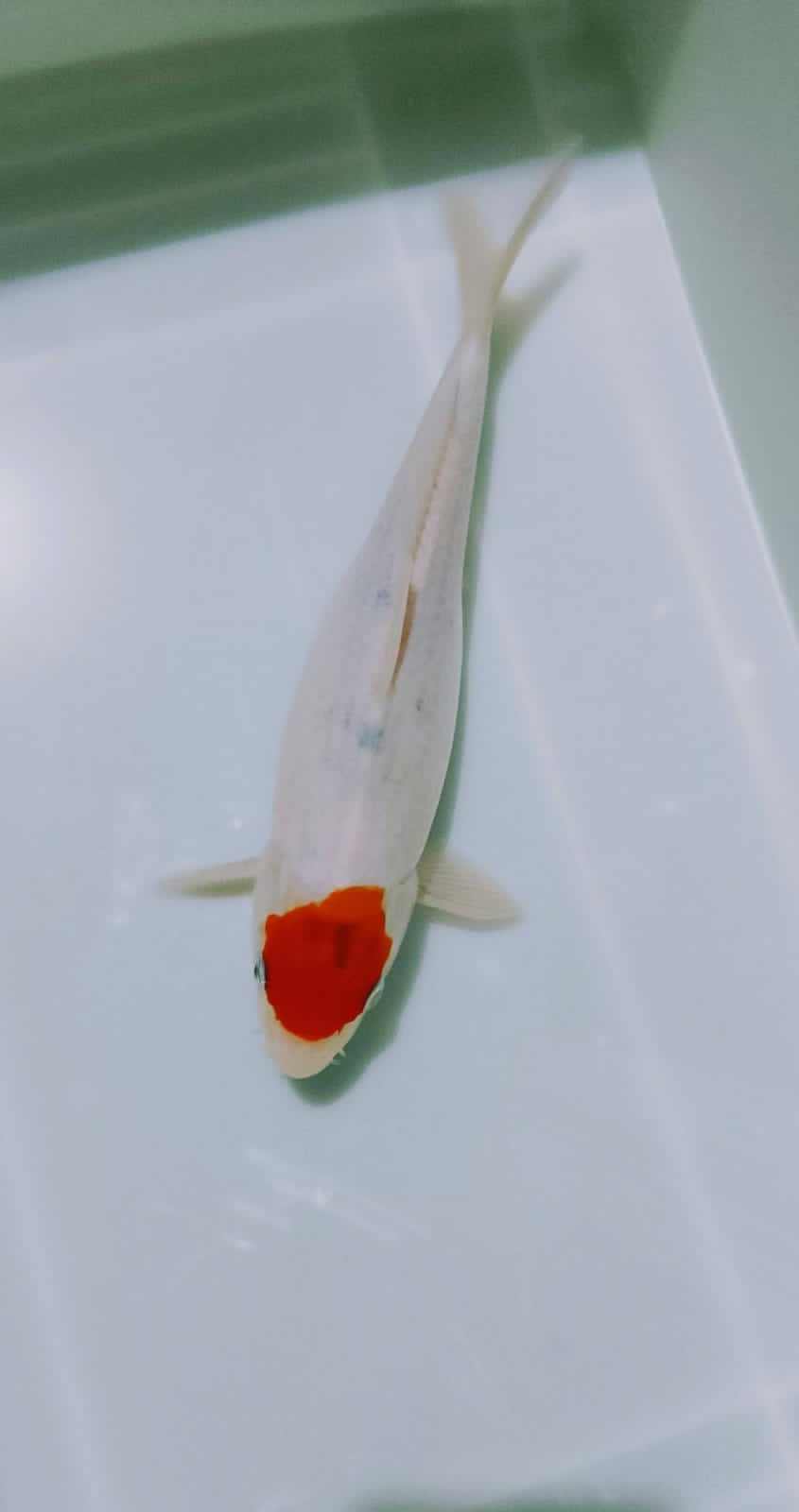 TANCO SHOWA 30cm