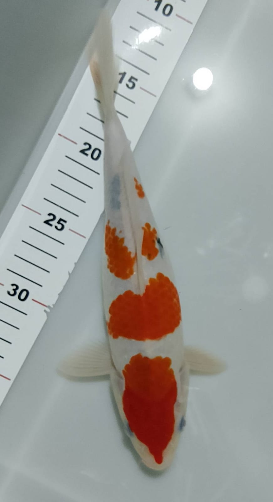 SANKE 30cm