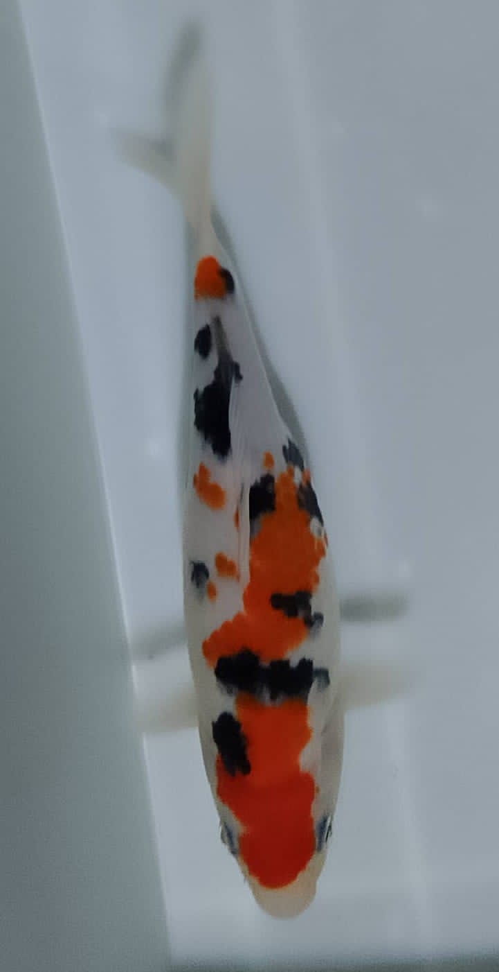 SHOWA 30cm