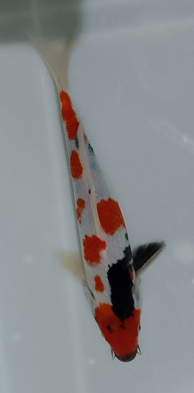 SHOWA 30cm