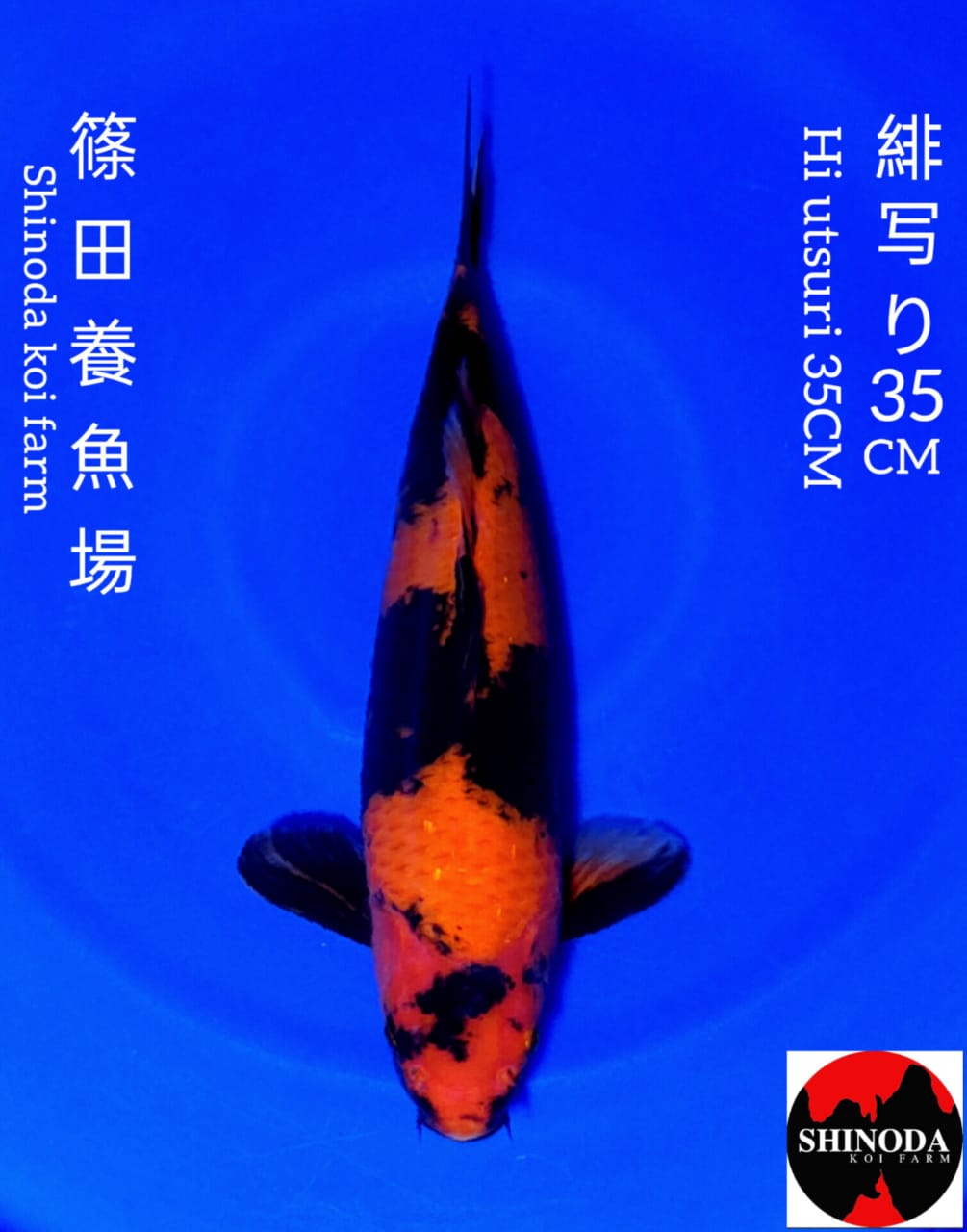 HI UTSURI IMPORT SHINODA 35cm SERTIFIKATBREEDER
