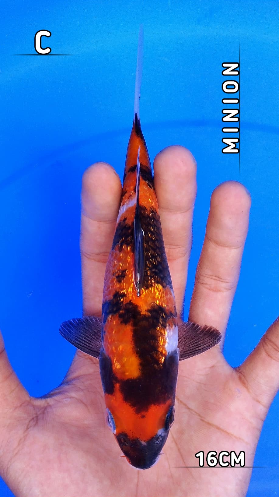 HQ SHOWA GINRIN BAHAN CALON SHOW QUALITY 16cm