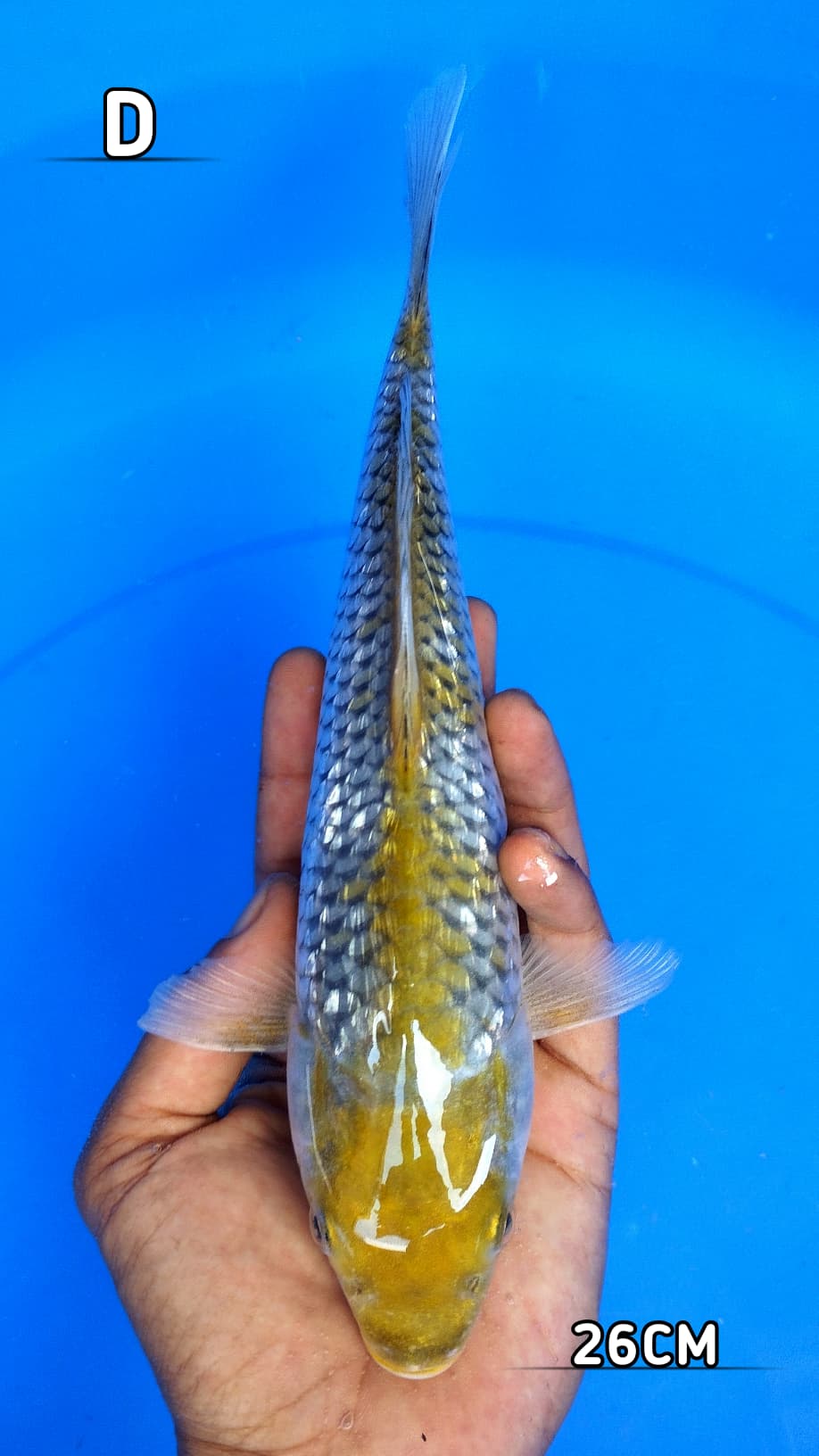 OCHIBA GINRIN 26cm
