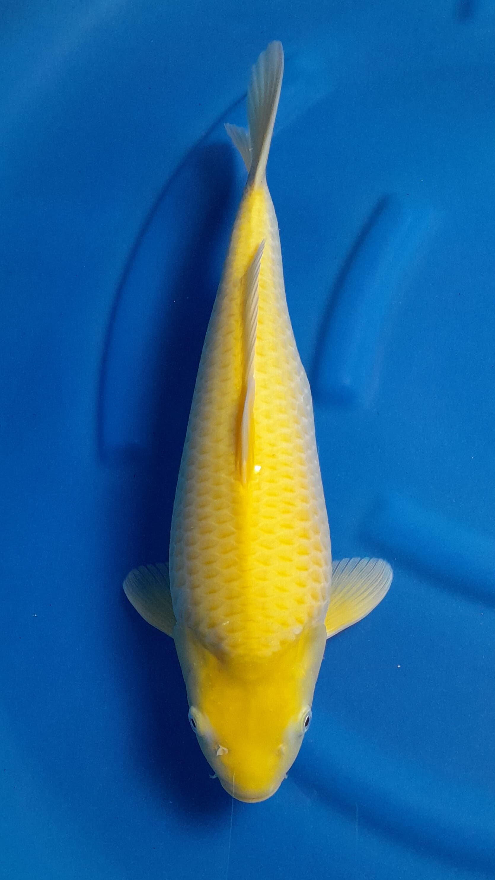 KARASI 44cm