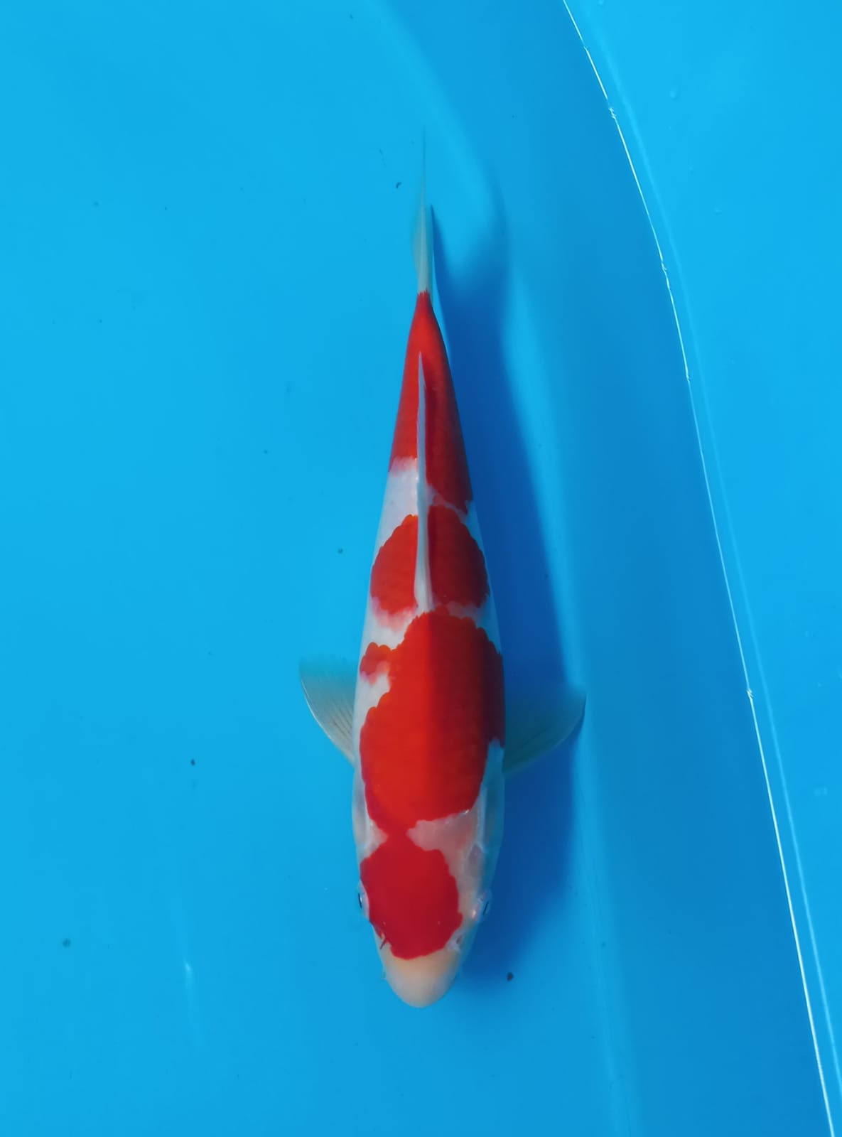 KOHAKU F1 DAMIRI BLOODLINE S LEGEND 28cm