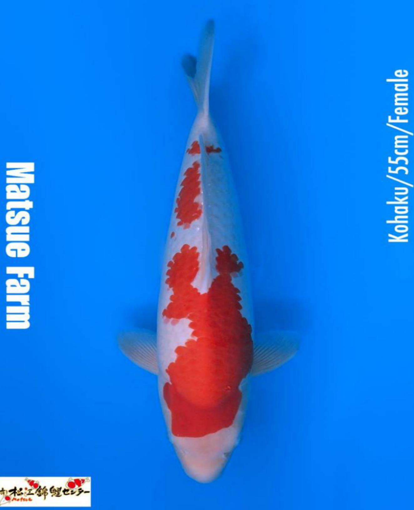 KOHAKU IMPORT MATSUE 55cm FEMALE
