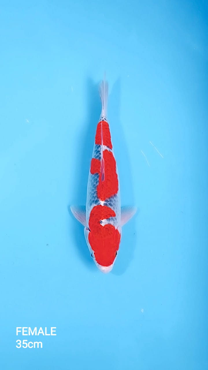 GOSHIKI 35cm