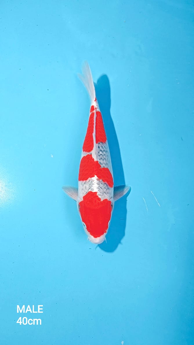 GOSHIKI 40cm